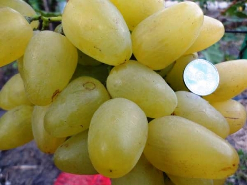 Виноград Бажена