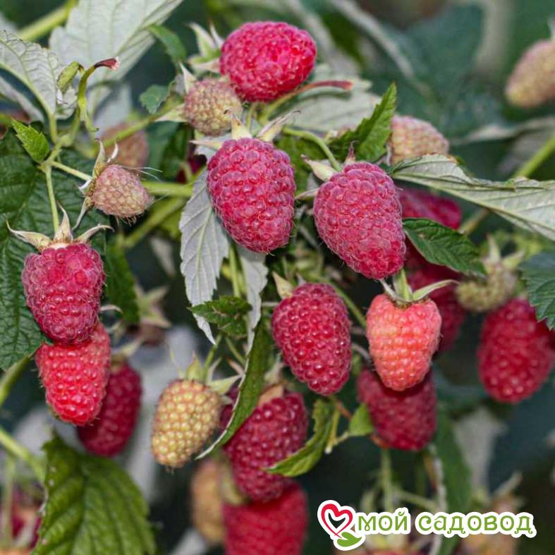 Малина ремонтантная Самохвал